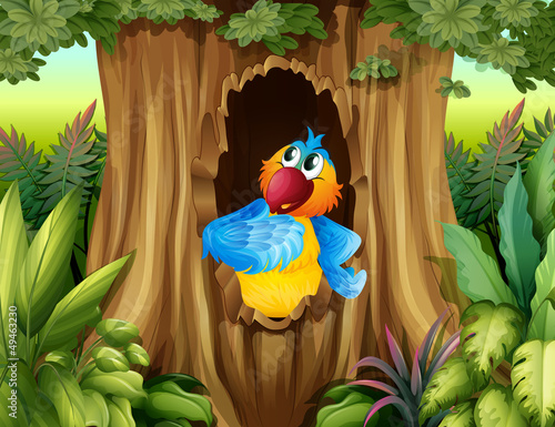 A parrot inside a tree hollow