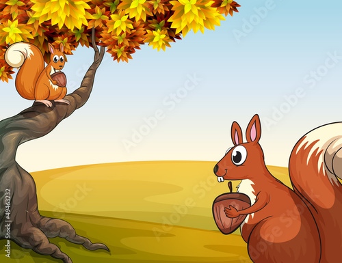 Squirrels with nuts in the hill