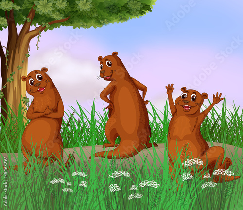 Three wild animals at the road