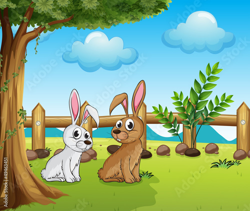 Two bunnies inside the fence