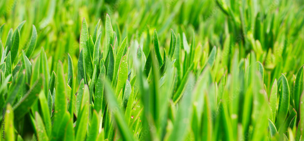 Fototapeta premium Green grass on the lawn