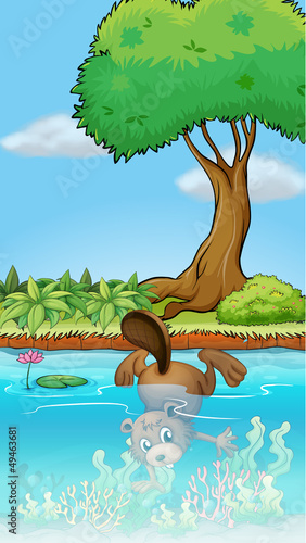 A beaver diving underwater