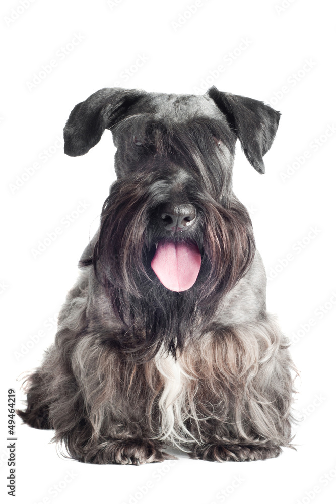 grey bearded dog portrait