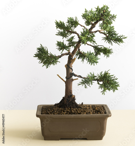 Young Bonsai Tree of Juniperus Chinensis