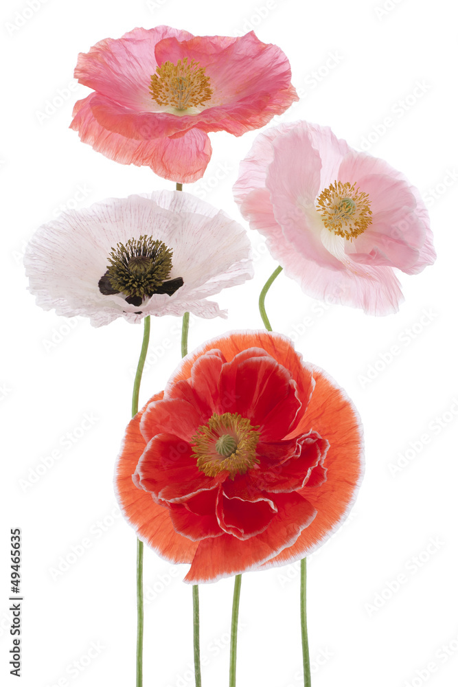 Fototapeta premium poppy