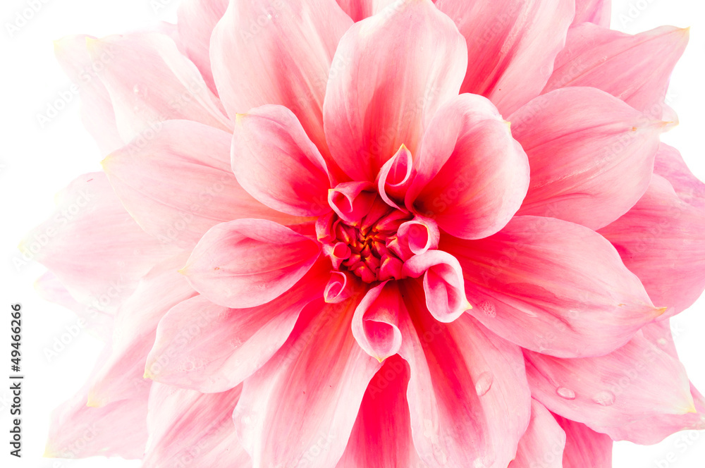 pink dahlia isolated pink dahlia isolated