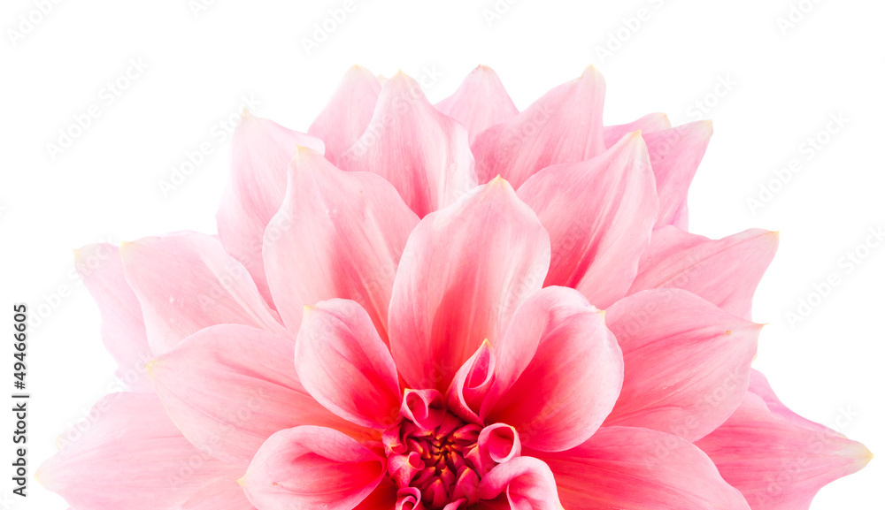Fototapeta premium pink dahlia isolated
