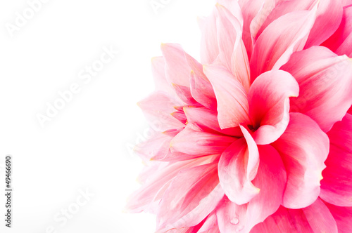 pink dahlia isolated