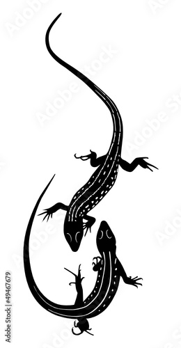 animal lizard isolated on a white background vector