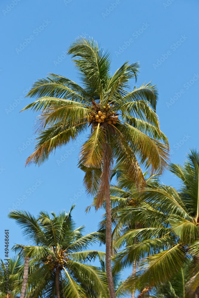 Palm trees at sky Palm trees at sky