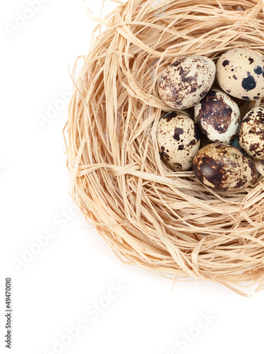 Nest with tiny quail eggs, isolated on white