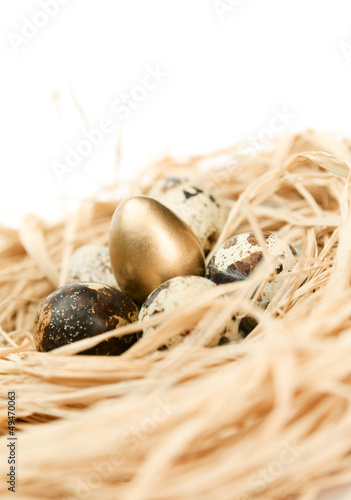 Nest with golden and natural quail eggs, isolated on white