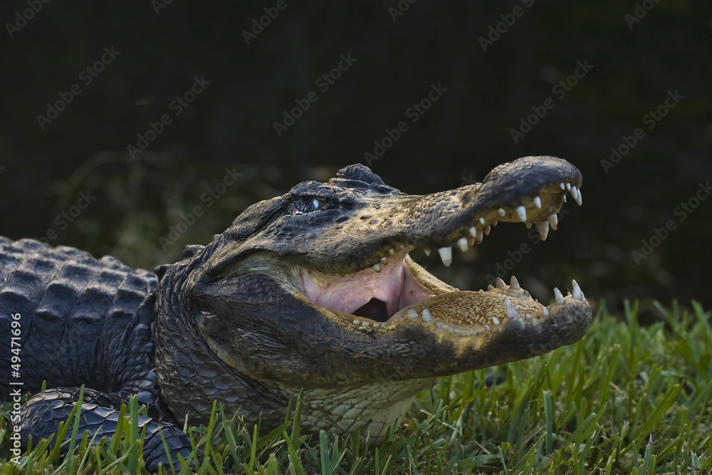 Obraz premium alligator