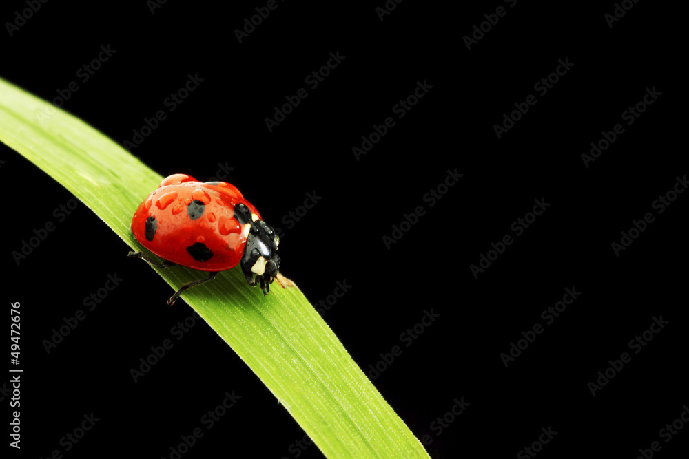 ladybug isolated on black ladybug isolated on black