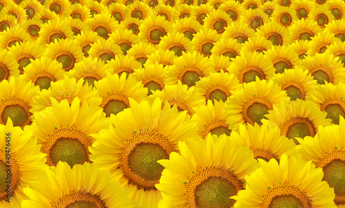 Fototapeta Naklejka Na Ścianę i Meble -  Sunflowers Background