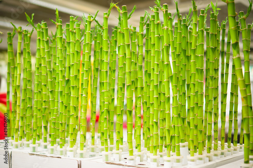 Green bamboo stems on boxes in supermarket