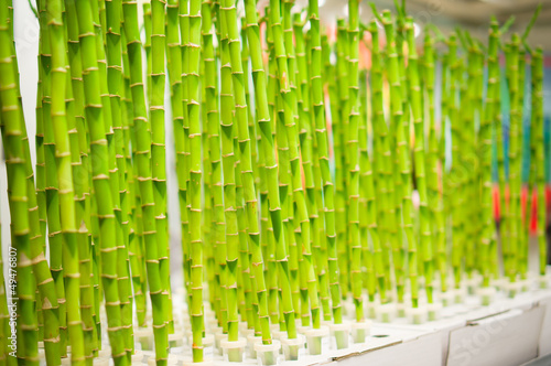 Green bamboo stems on boxes in supermarket