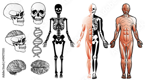 Human body - skull, brain, skeleton, brawn...