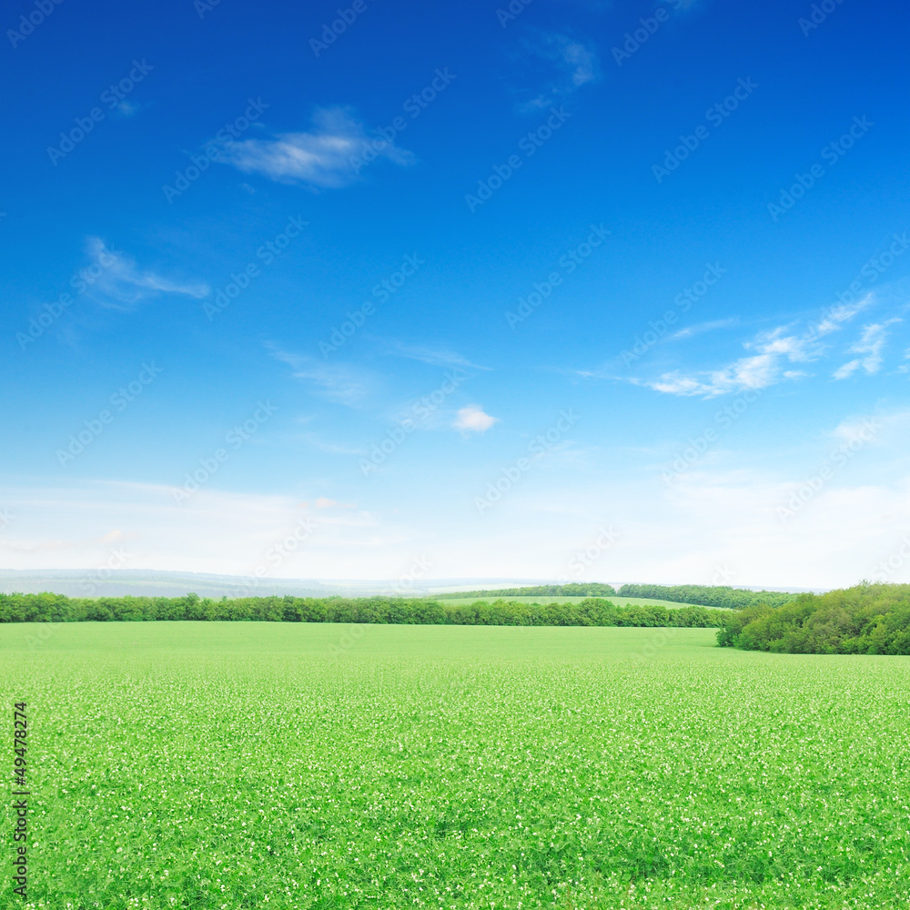 Obraz premium Beautiful flowering fields