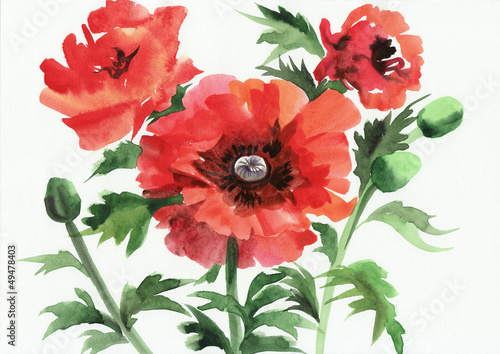 Watercolor painting of red poppies