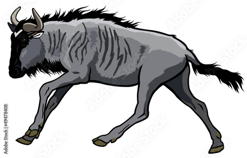 blue wildebeest