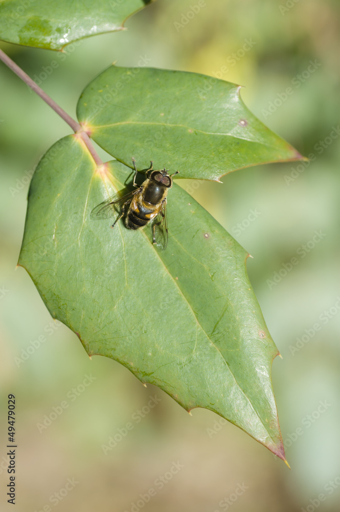 Fototapeta premium Bee-like fly
