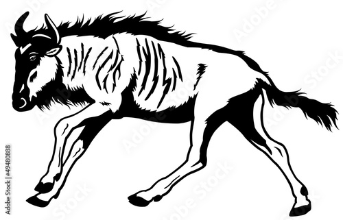 wildebeest black white