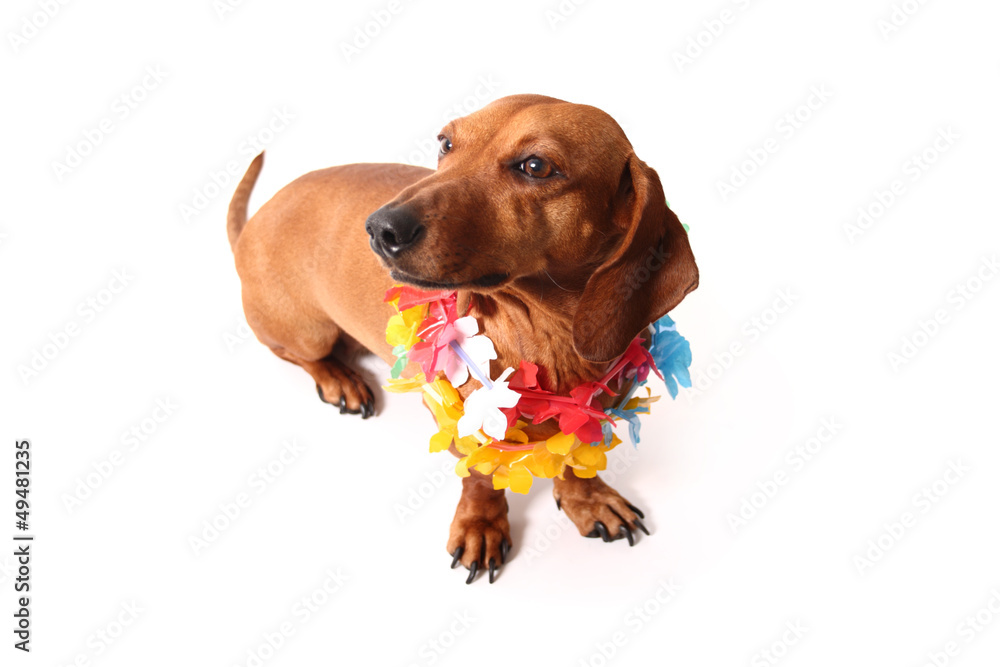 Aloha dachshund