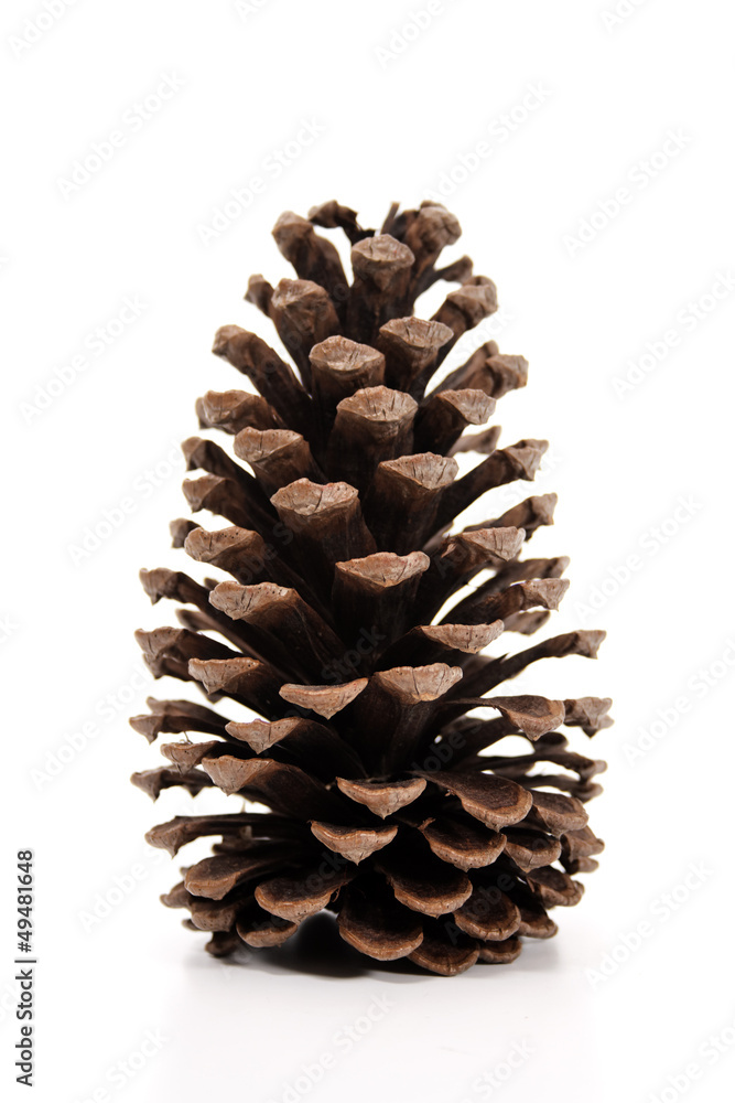 Christmas pine cone Christmas pine cone