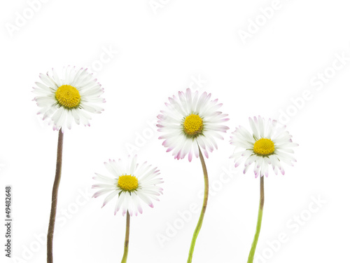 white daisies on a background