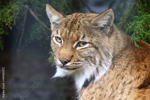 Lynx © njsphotography