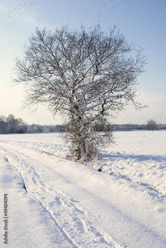single oak tree in the snow © lte100