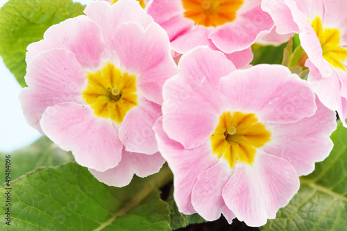 Pink primrose