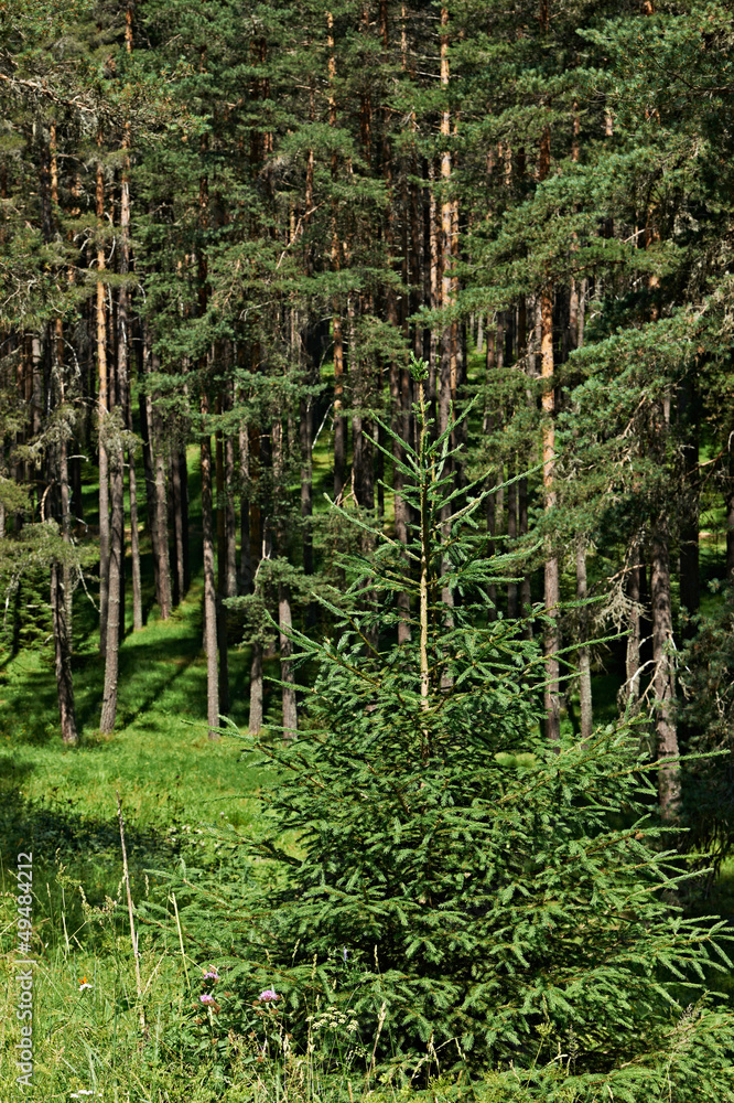 Fototapeta premium Spruce forest in summer