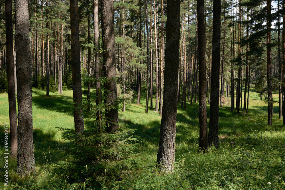 Obraz premium Spruce forest in summer