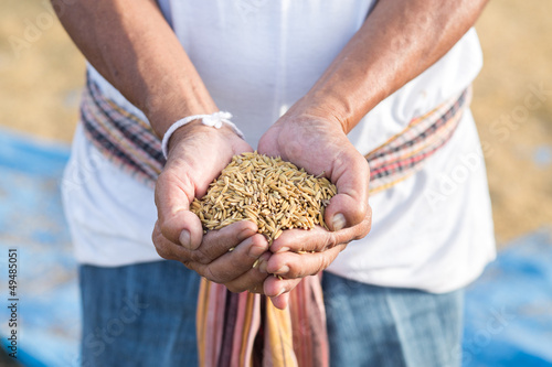 Fototapeta Rice seed in farmer hand