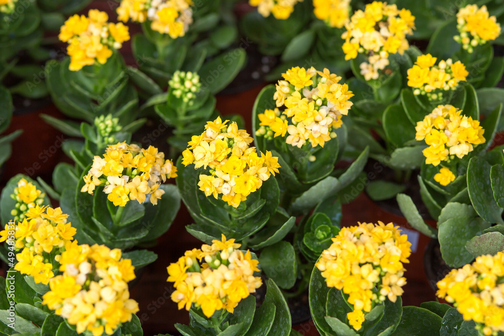 Obraz premium Yellow kalanchoe flower