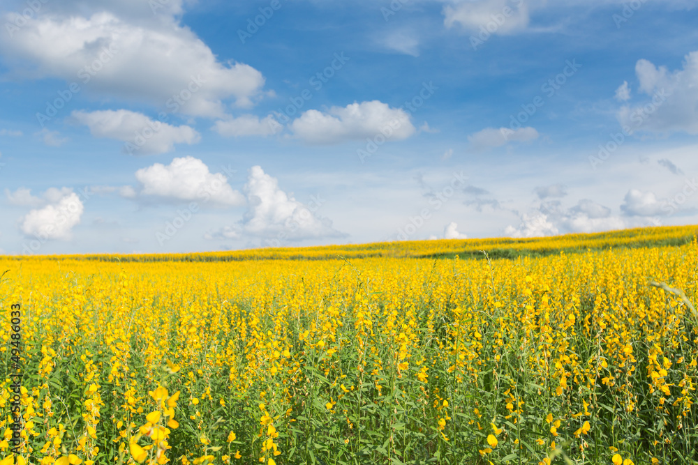 Yellow flower fields against blue sky