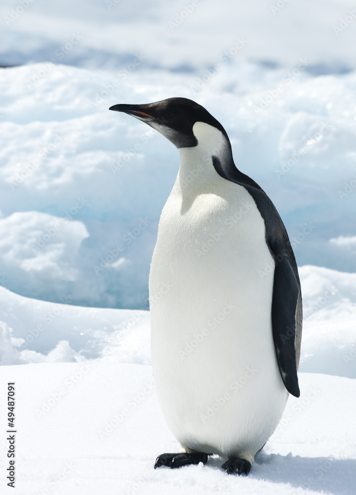 Fototapeta premium The young emperor penguin on the ice.