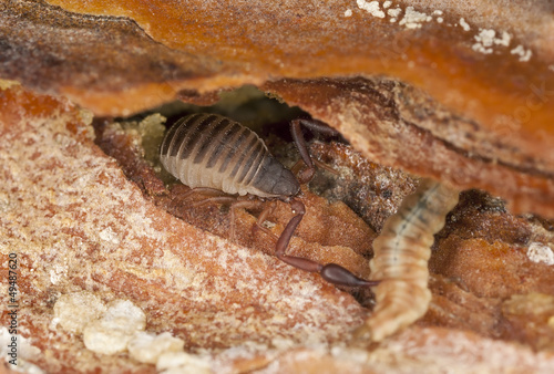 Book scorpion or false scorpion with prey  extreme close-up