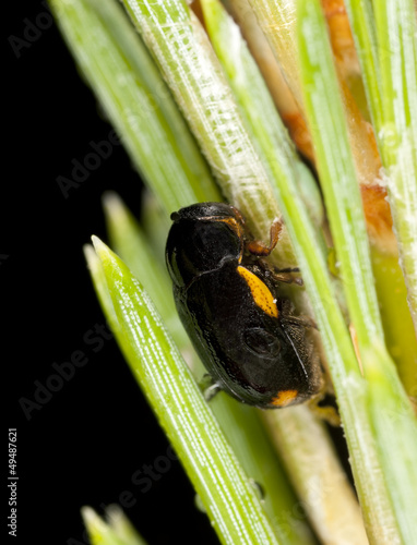 Cryptocephalus quadripustulatus leaf beetle on pine photo