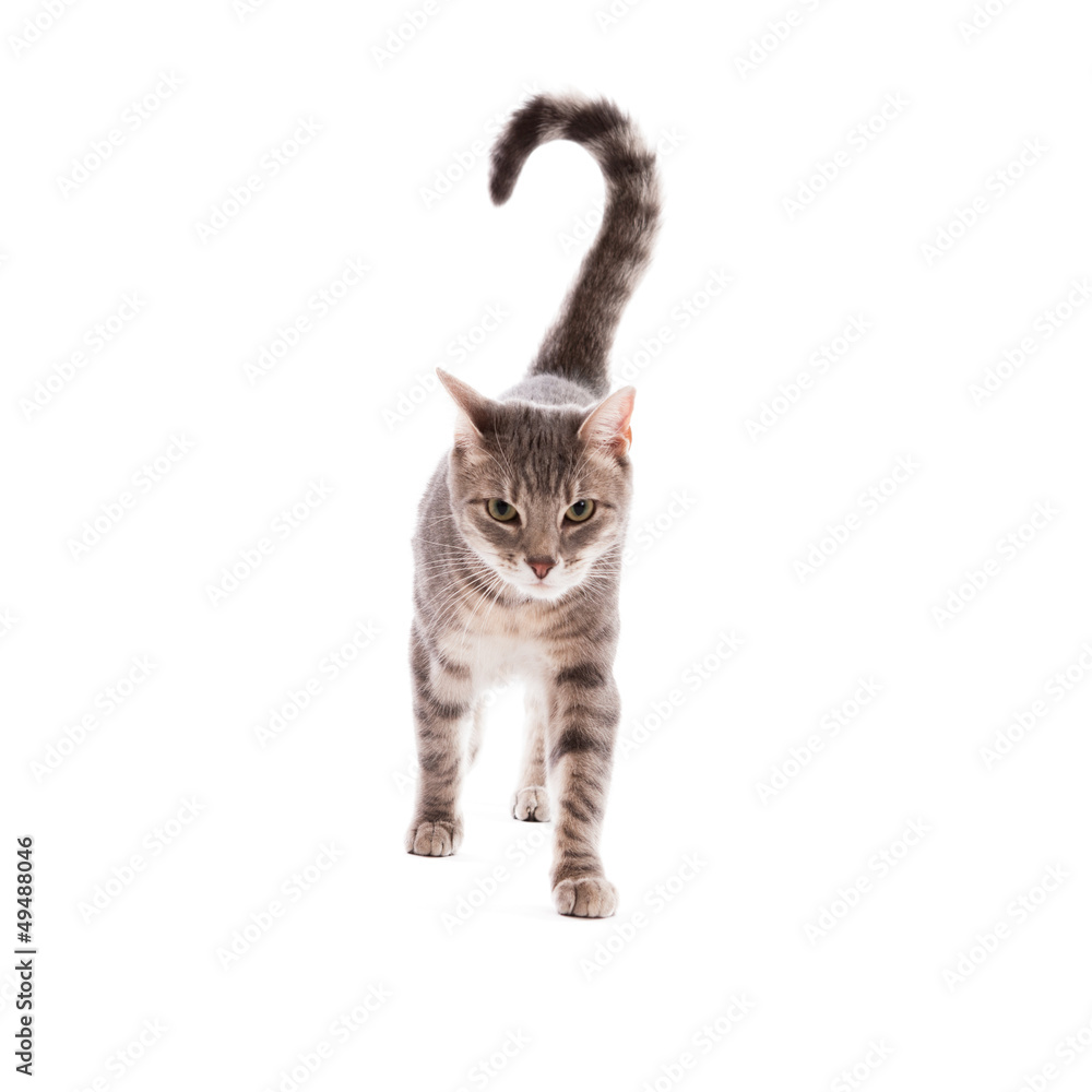 Cat walking isolated on white Cat walking isolated on white