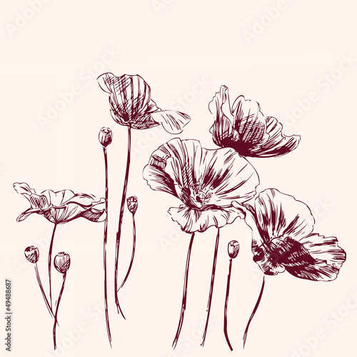 Fototapeta Naklejka Na Ścianę i Meble -  poppies flowers vector illustration