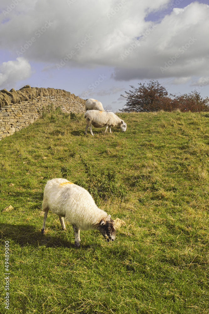 Fototapeta premium countryside hills