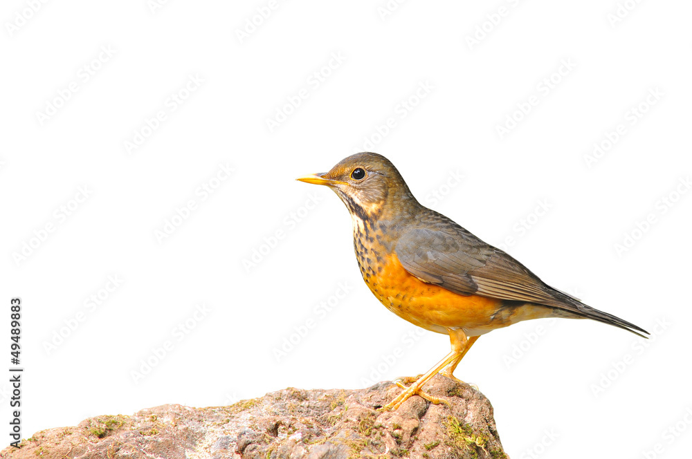 Black-breasted Thrush Bird Black-breasted Thrush Bird
