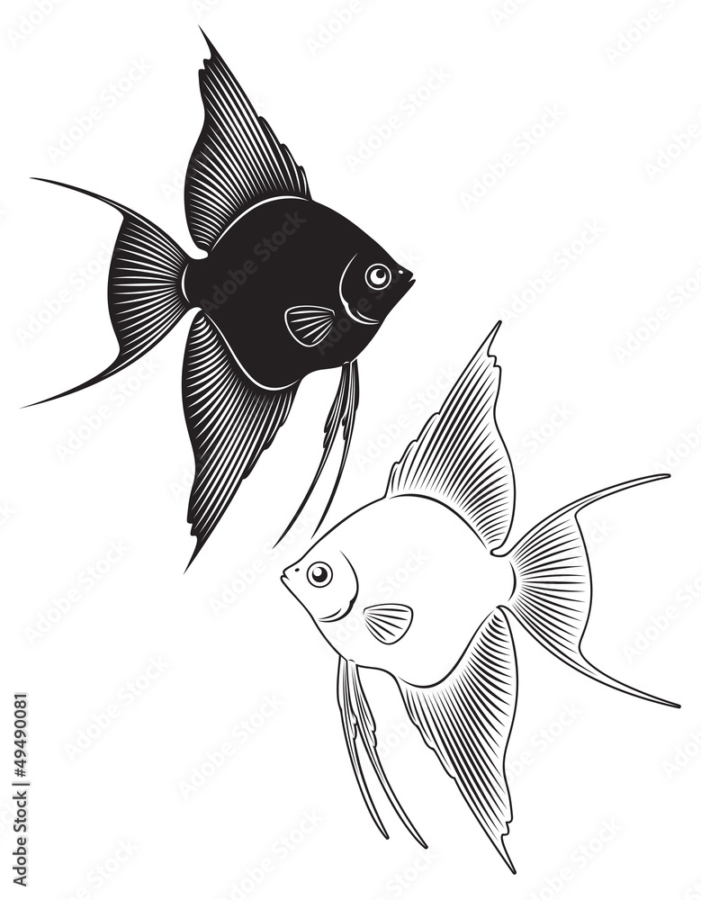 Canvas Print angelfish