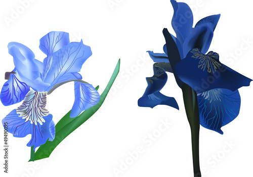 two blue iris flowers on white