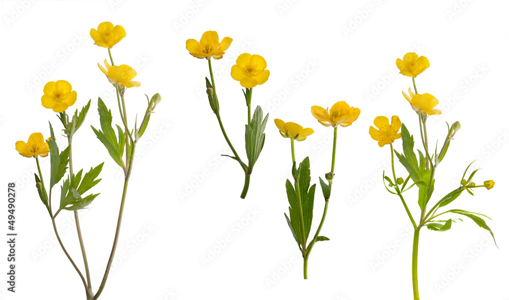 isolated collection of yellow buttercup flowers - obrazy, fototapety, plakaty 