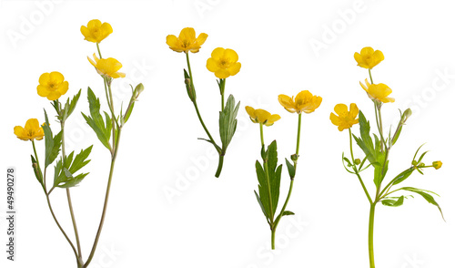 isolated collection of yellow buttercup flowers