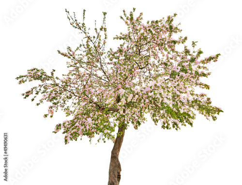 Vászonkép isolated apple tree with white flowers